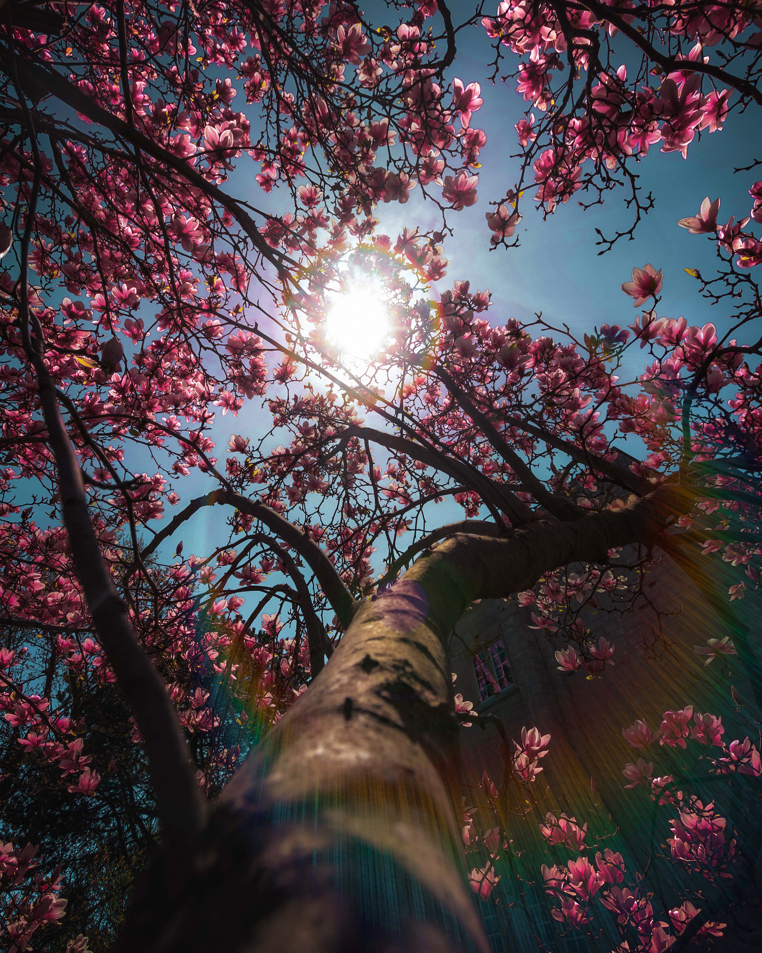 Community Wallpaper Some Spring Love For Your Phone Uwo