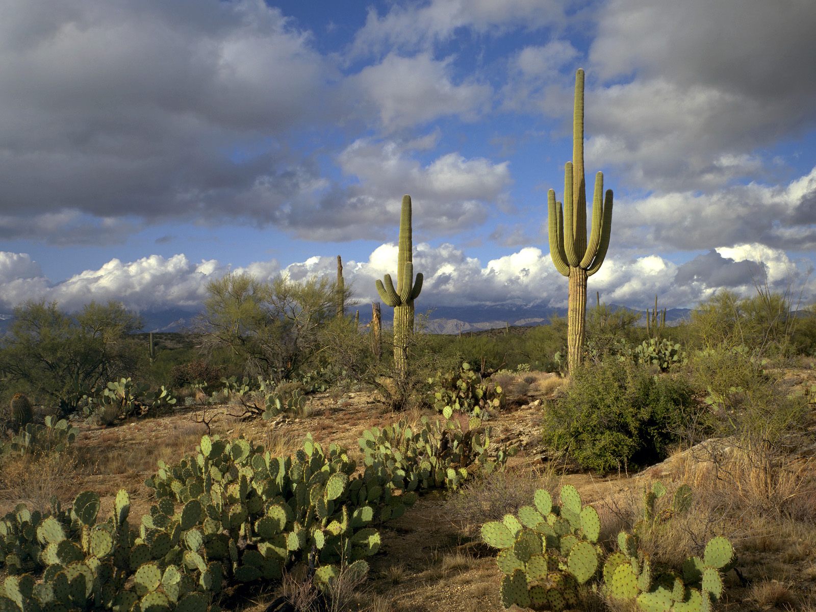 National Park Arizona Photography Desktop Wallpaper