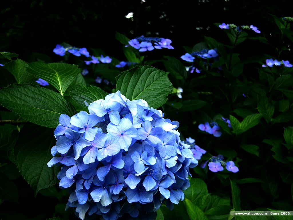 Free Download Hydrangea Garden Wallpaper Click To View Pictures 1024x768 For Your Desktop Mobile Tablet Explore 47 Hydrangea Wallpaper For Walls Cheap Wallpaper Wallpaper For Walls Kitchen Birch Wallpaper For Walls