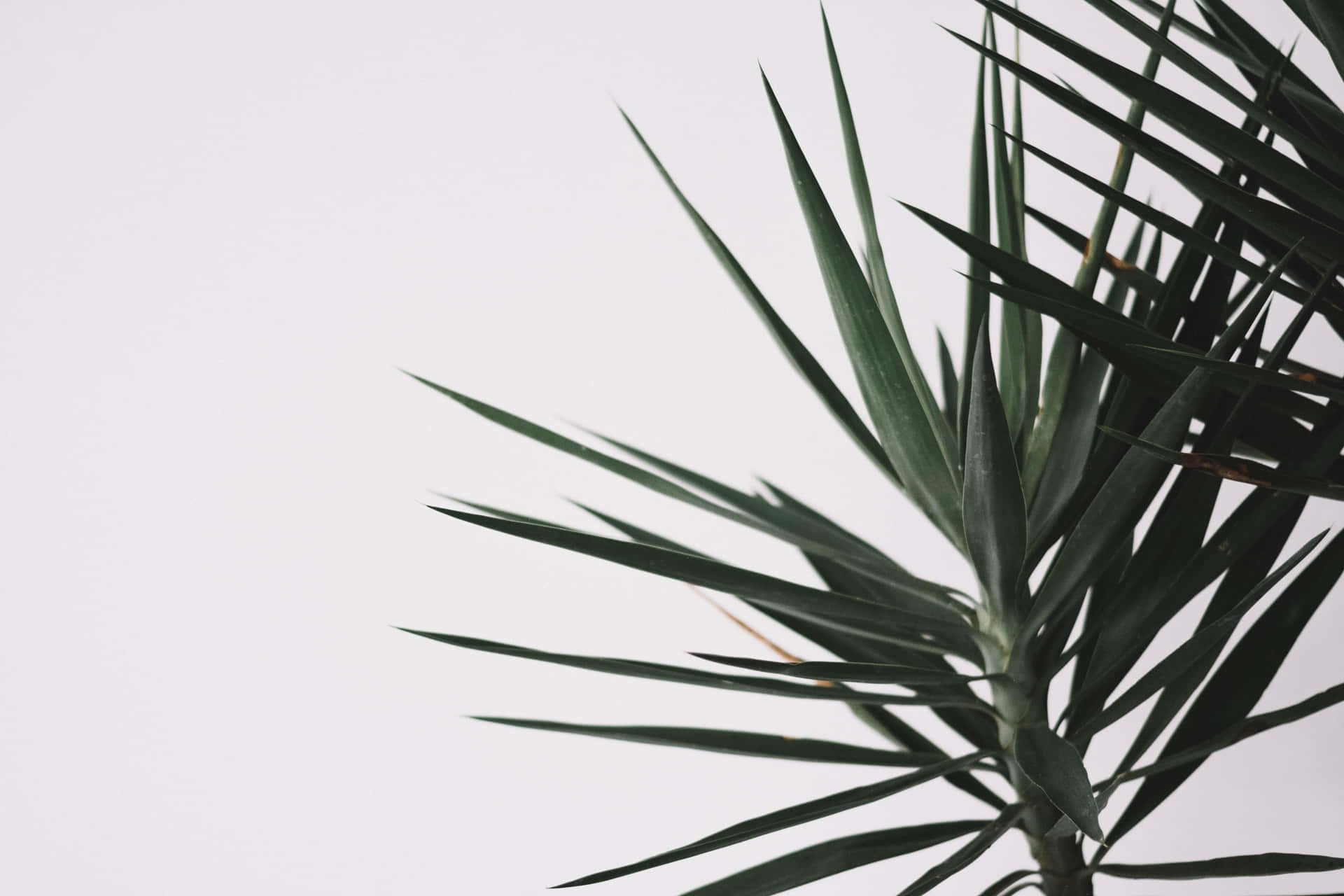 Minimalist Plant Desktop Wallpaper