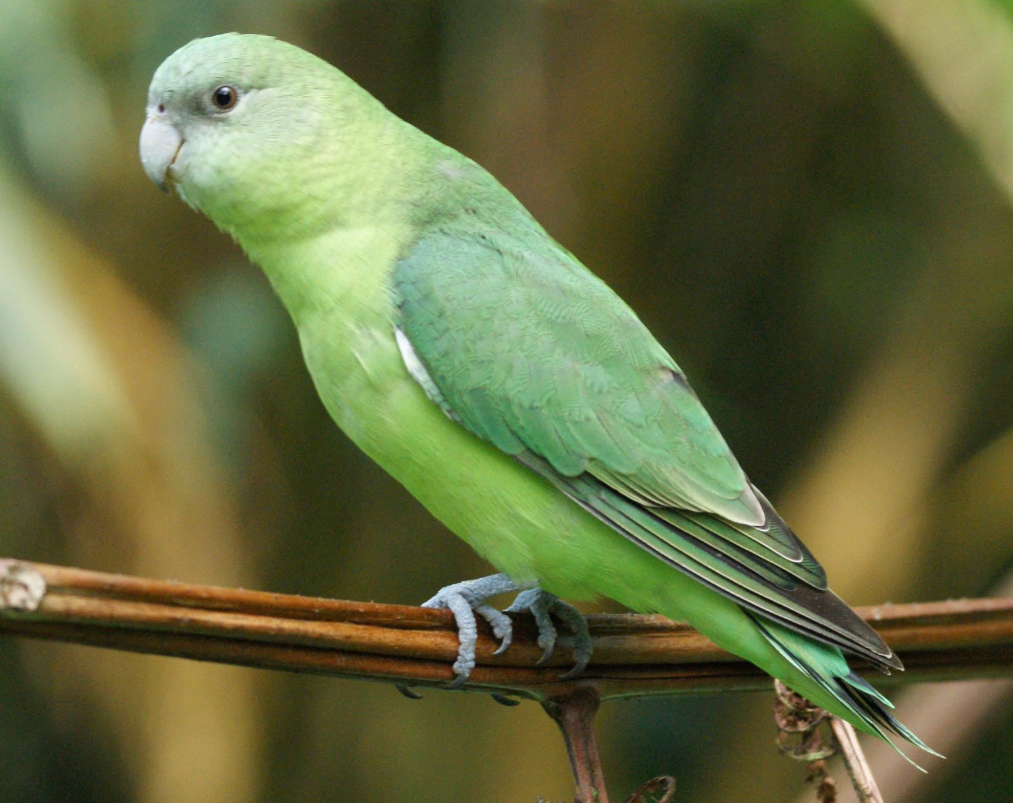 Types Of Green Parrots HD Wallpaper Background Image