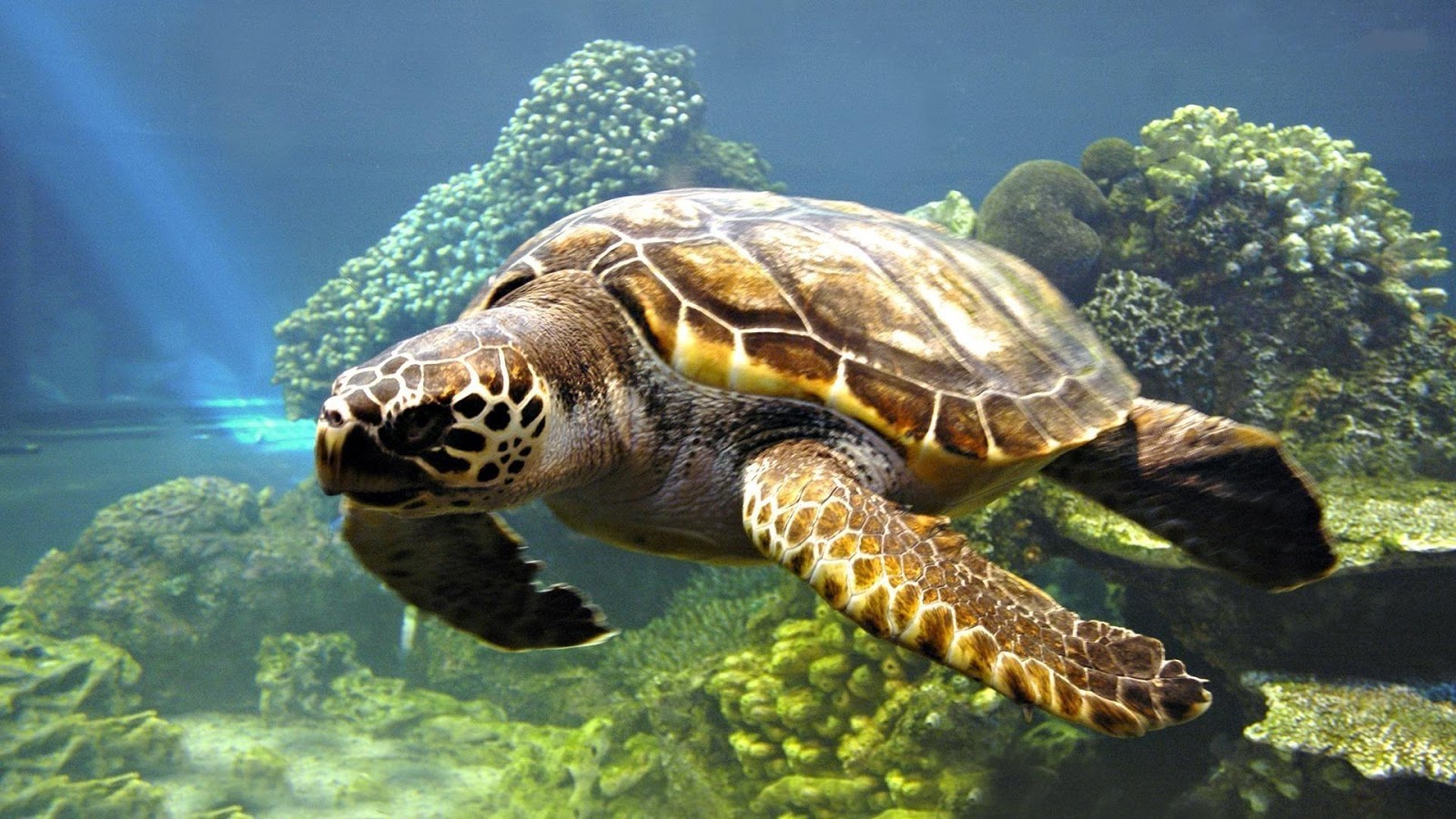 HD Wallpaper Desktop Turtle Swimming
