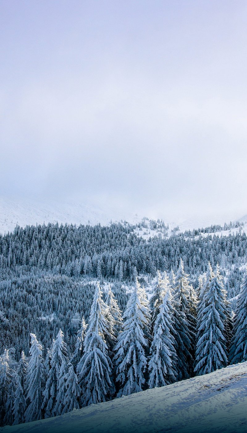 Winter Forest iPhone Wallpaper