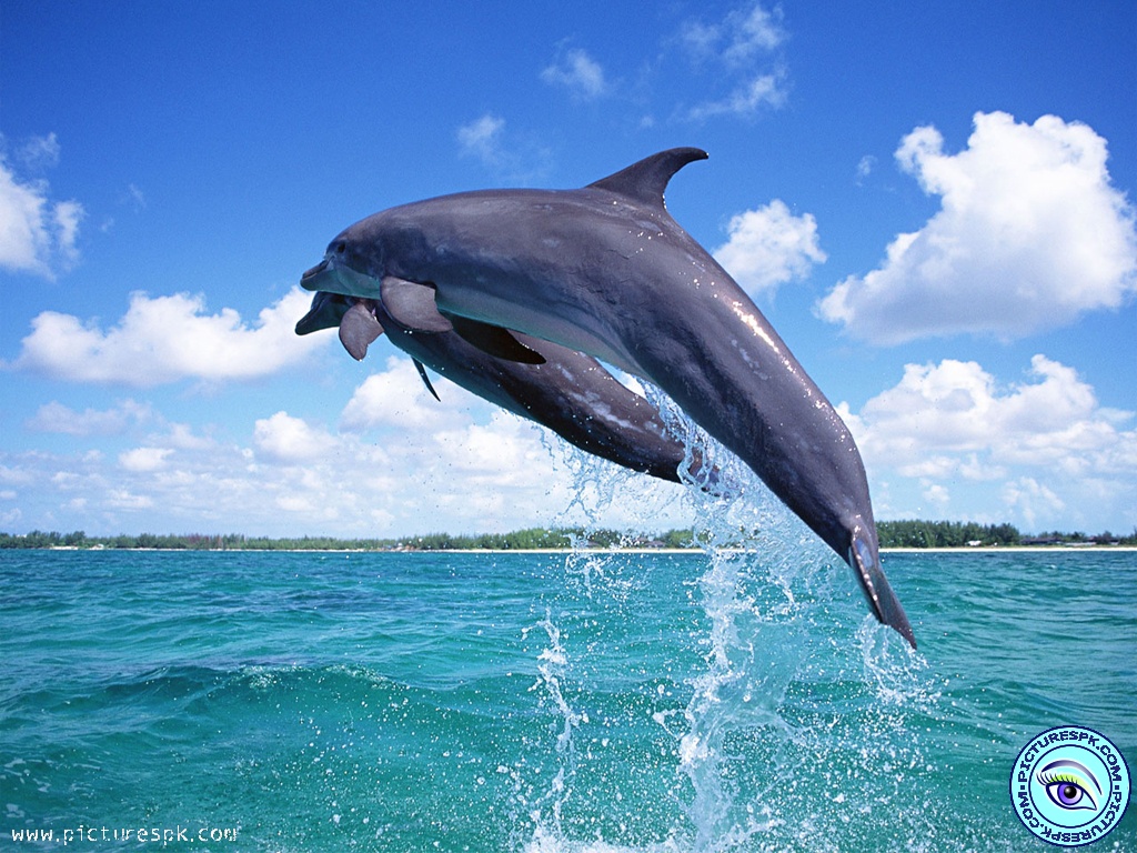 Dolphin Wallpaper Picture In Resolution