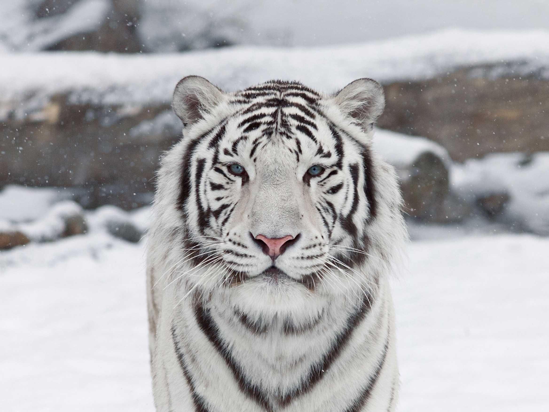 Beautiful White Tiger with babys Pictures Gallery 2336x1752
