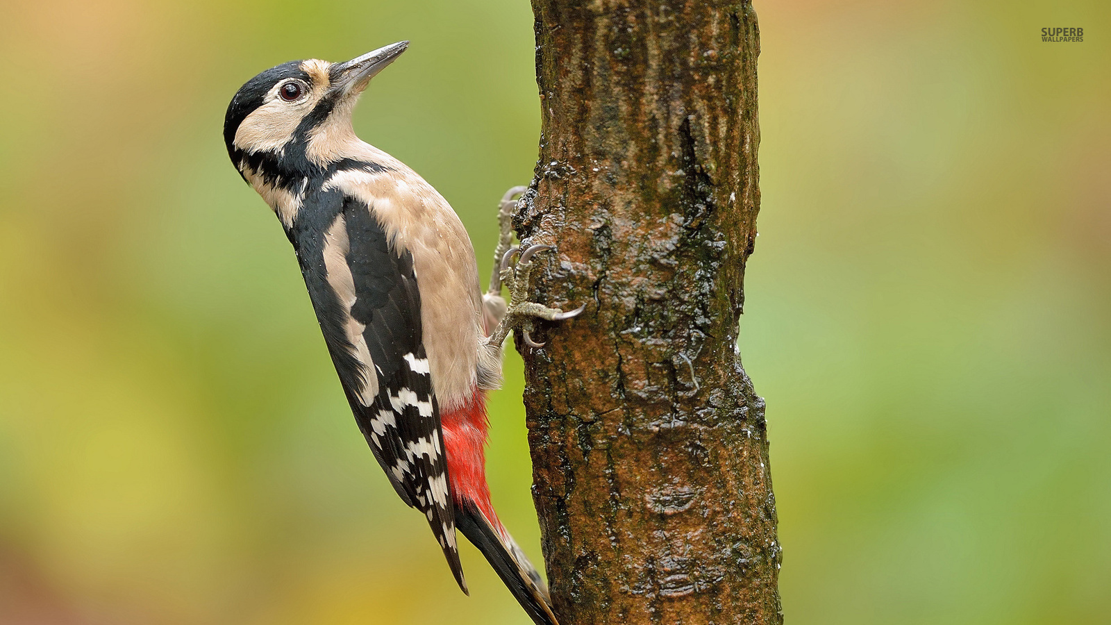 Animals Image Woodpecker HD Wallpaper And Background Photos