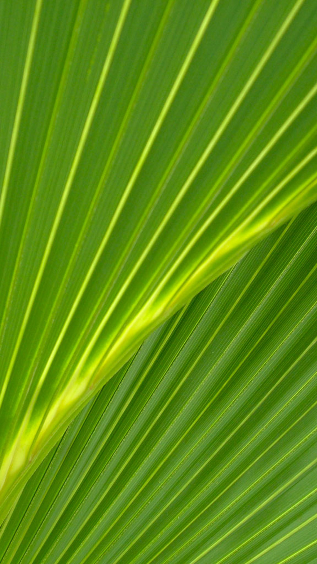 Palm Leaves Samsung Galaxy S5 Wallpaper