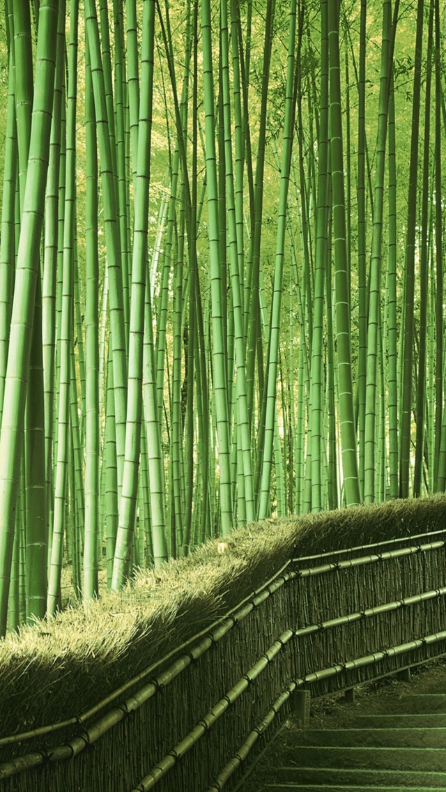 Green Bamboo Forest Wallpaper iPhone