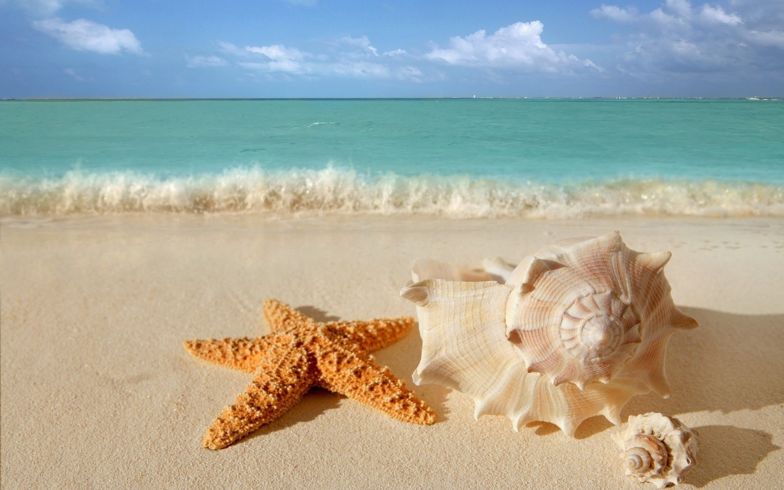Starfish Seashells Beach Sand Wallpaper All