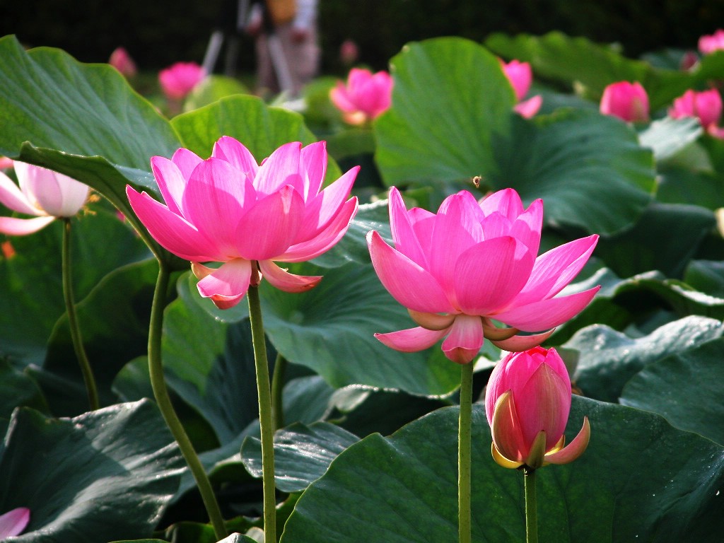 Lotus Wallpaper Background Nature Flowers HD Pictures