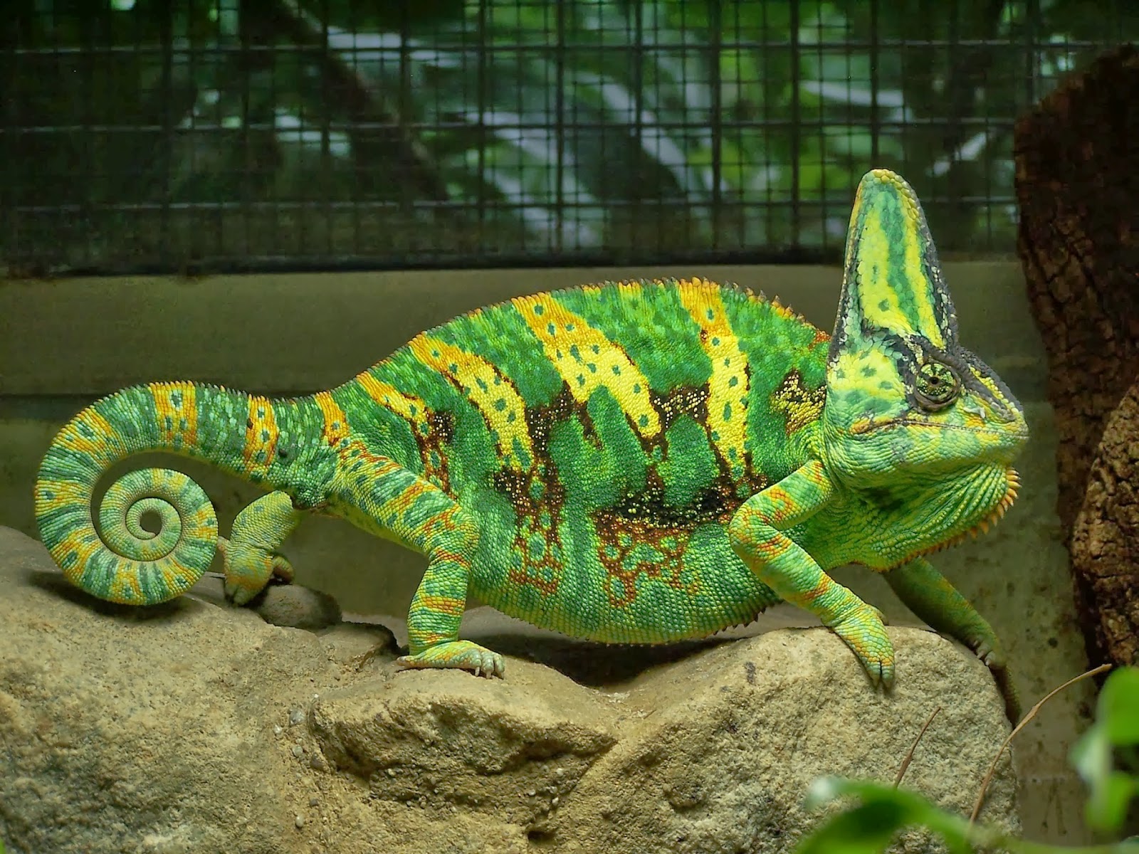 Colorful Chameleon Wallpaper HD