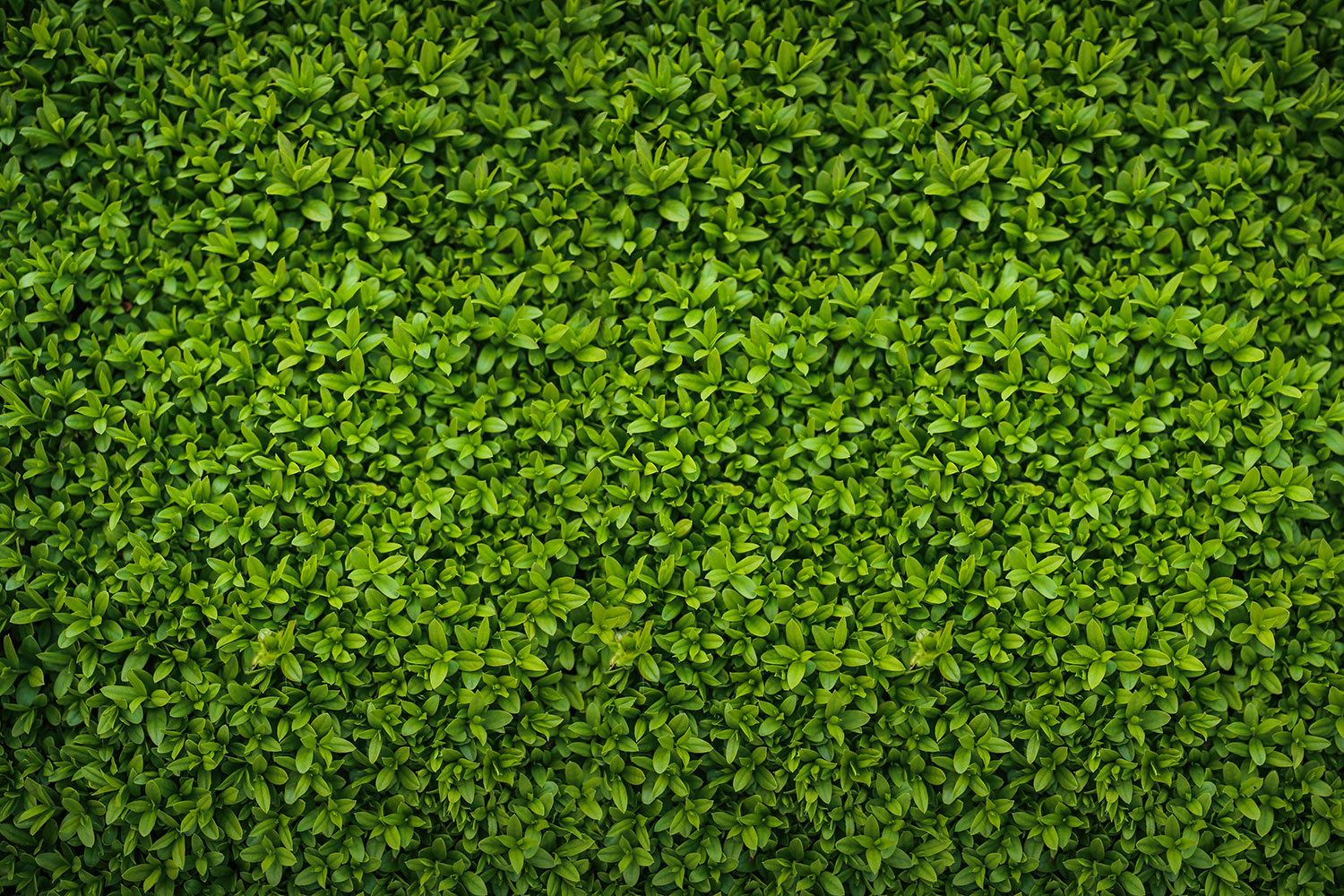 Print A Wallpaper