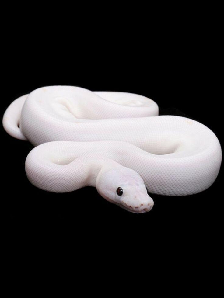 White Ball Python Cute Snake Black Dog