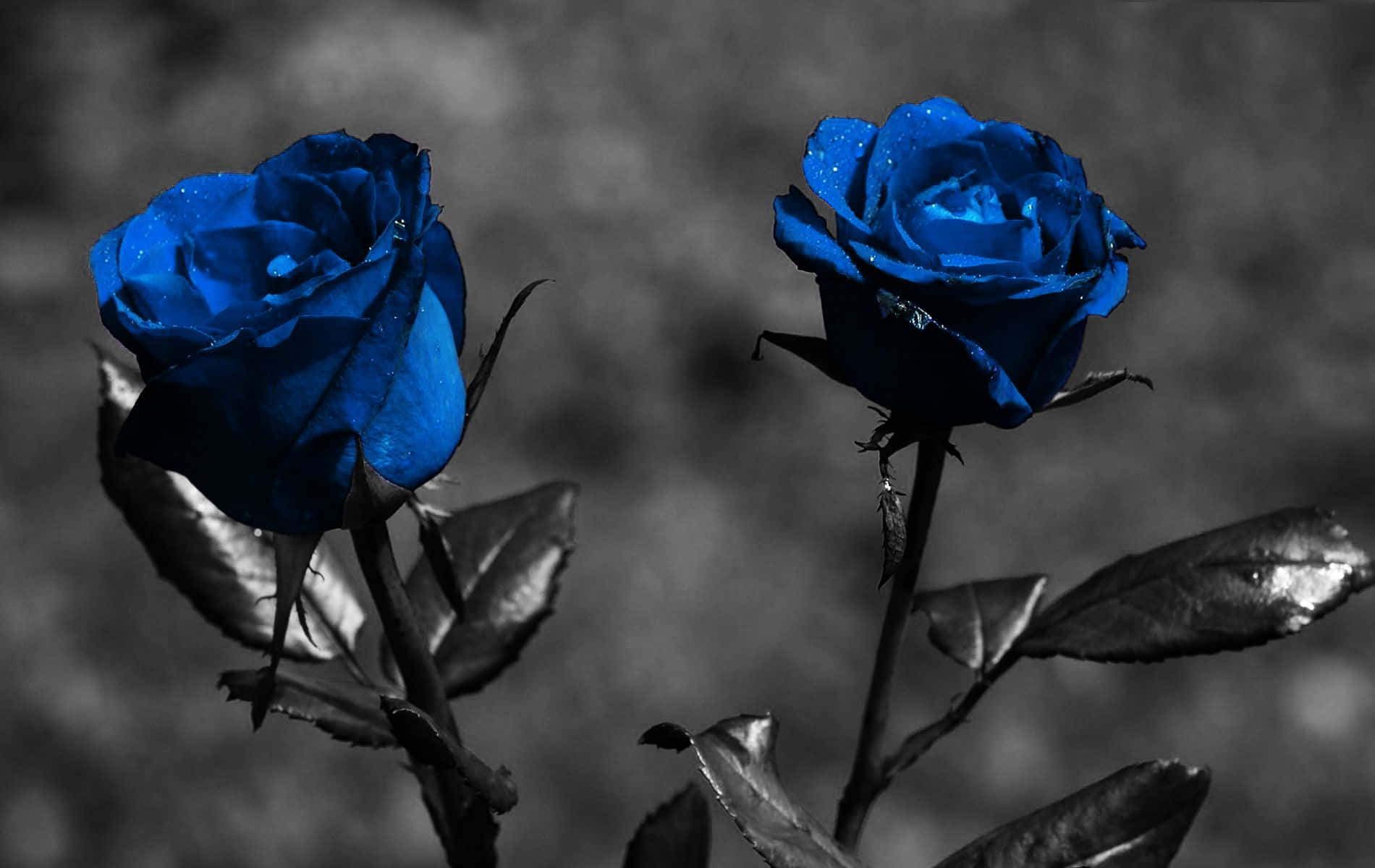 Dark Blue Rose Abstract Wallpaper