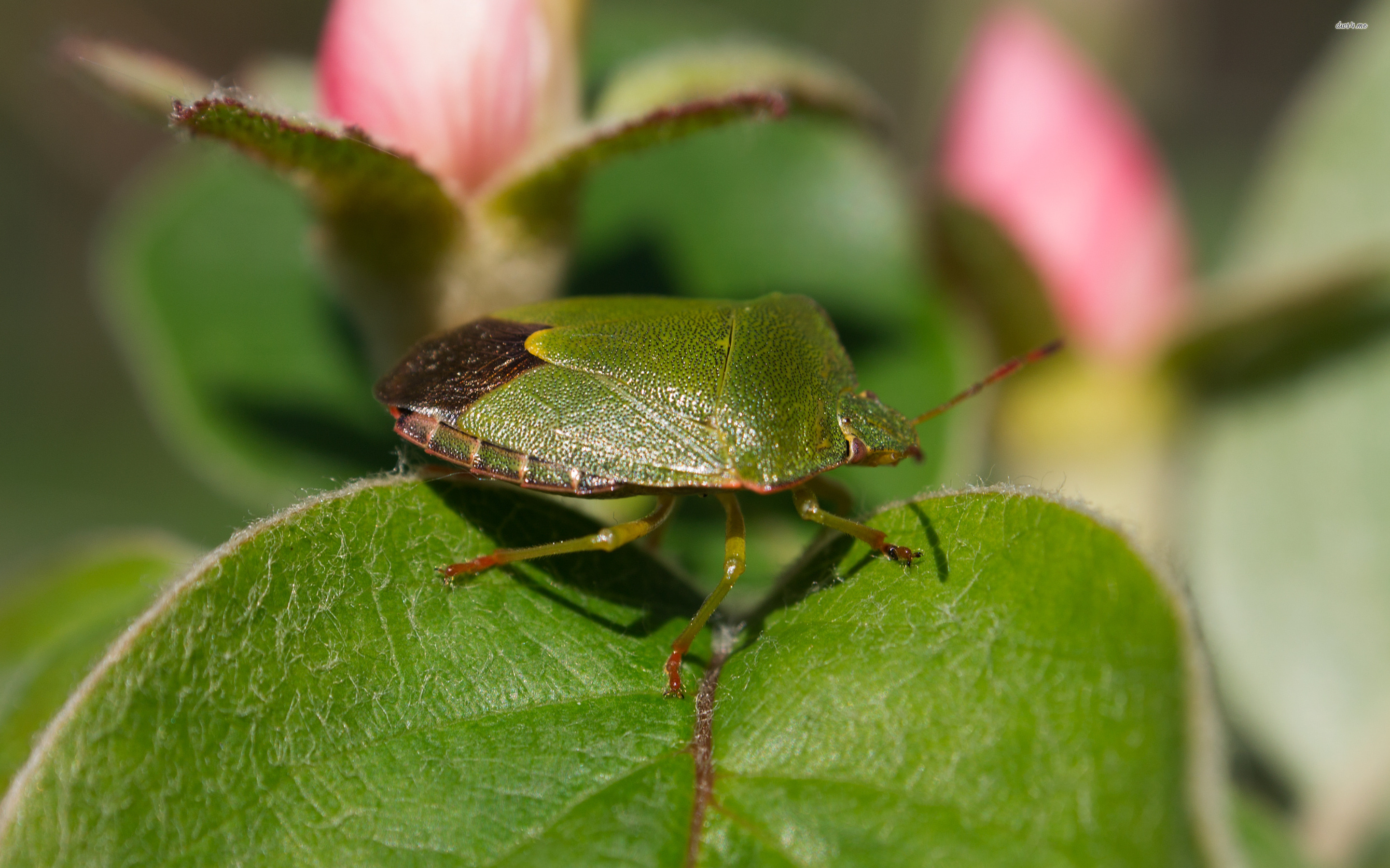 Green Shield Bug Wallpaper Animal