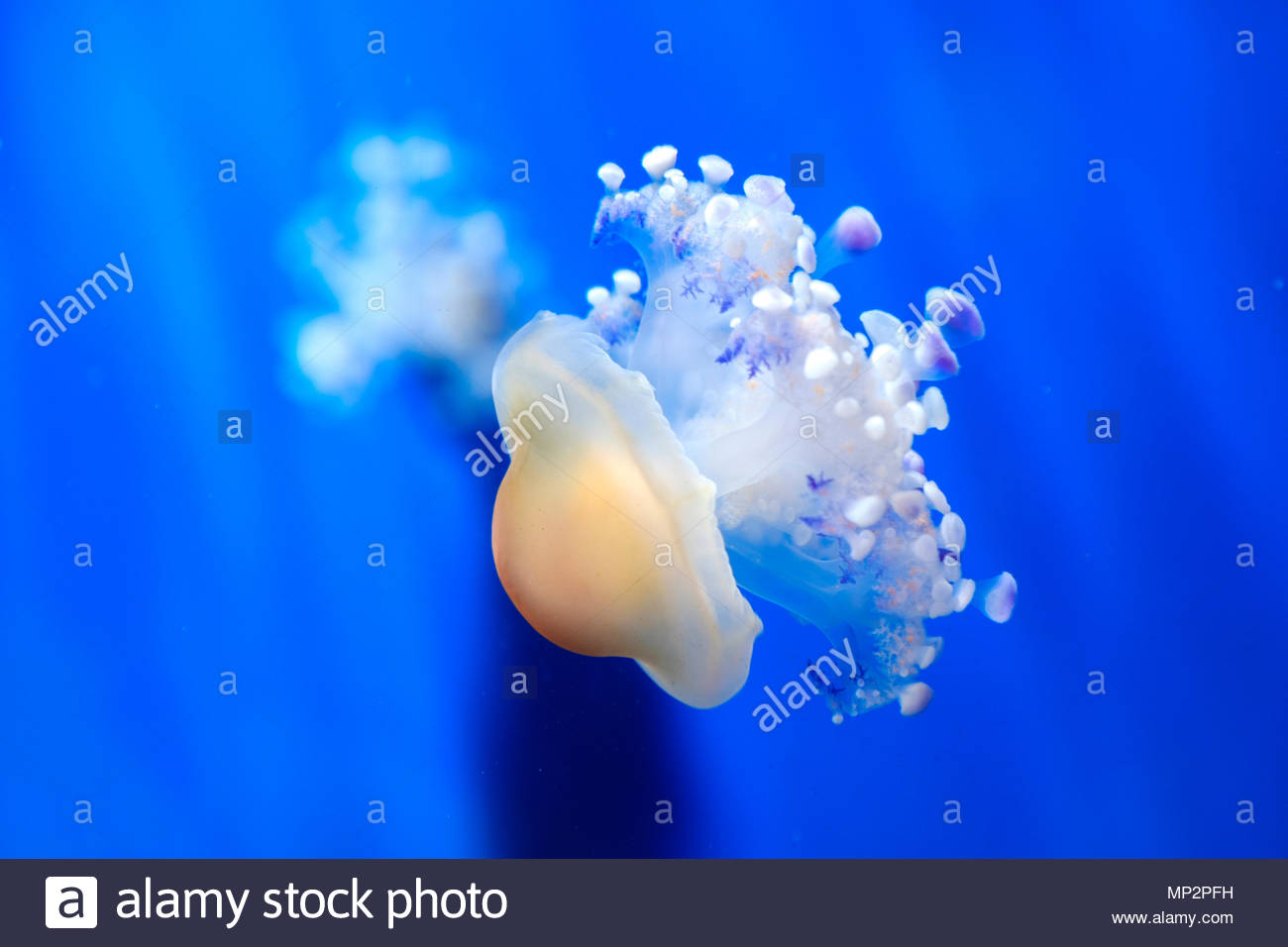 mediterranean jelly fried egg jellyfish cotiloriza little jellies