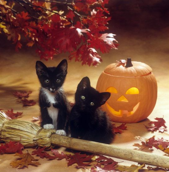 Halloween Kittens Routweilers