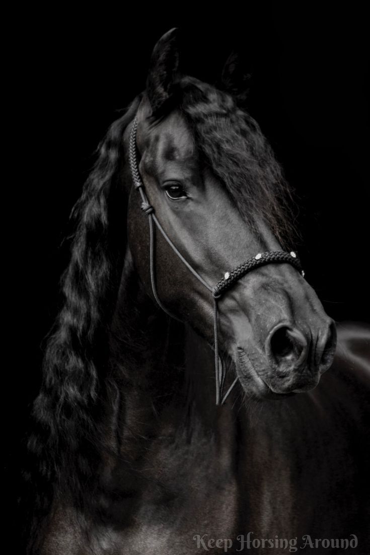 Horse Photoshoot Black Photo Photography Equestrian Dream