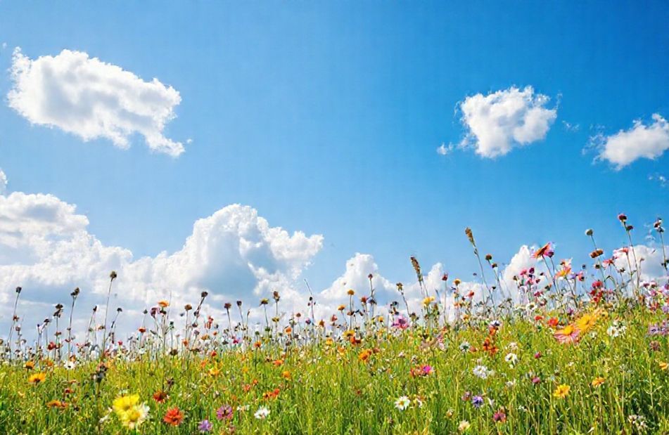 Our Beloved Summer Wallpaper