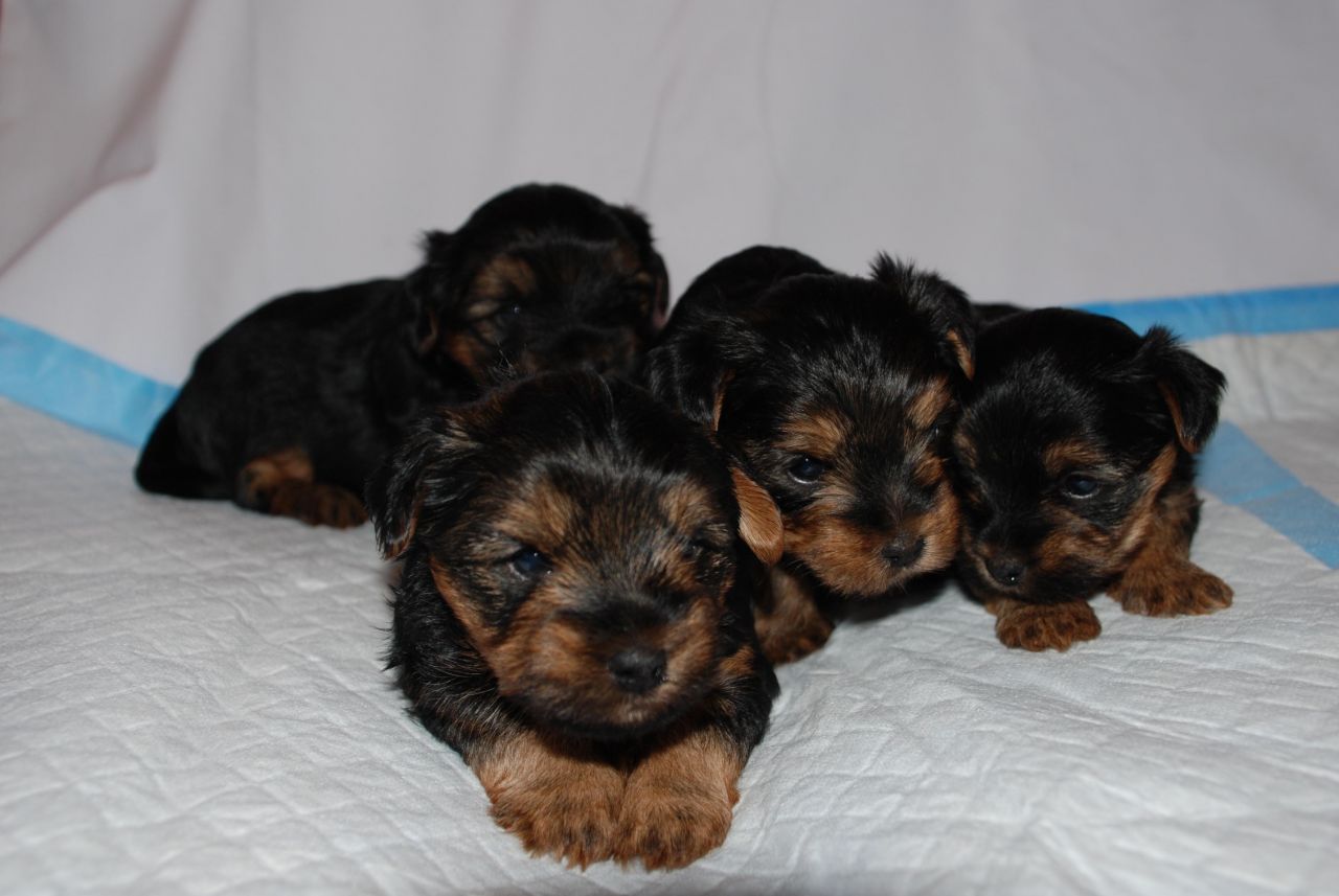 Yorkie Puppies Wallpaper Teacup For Sale