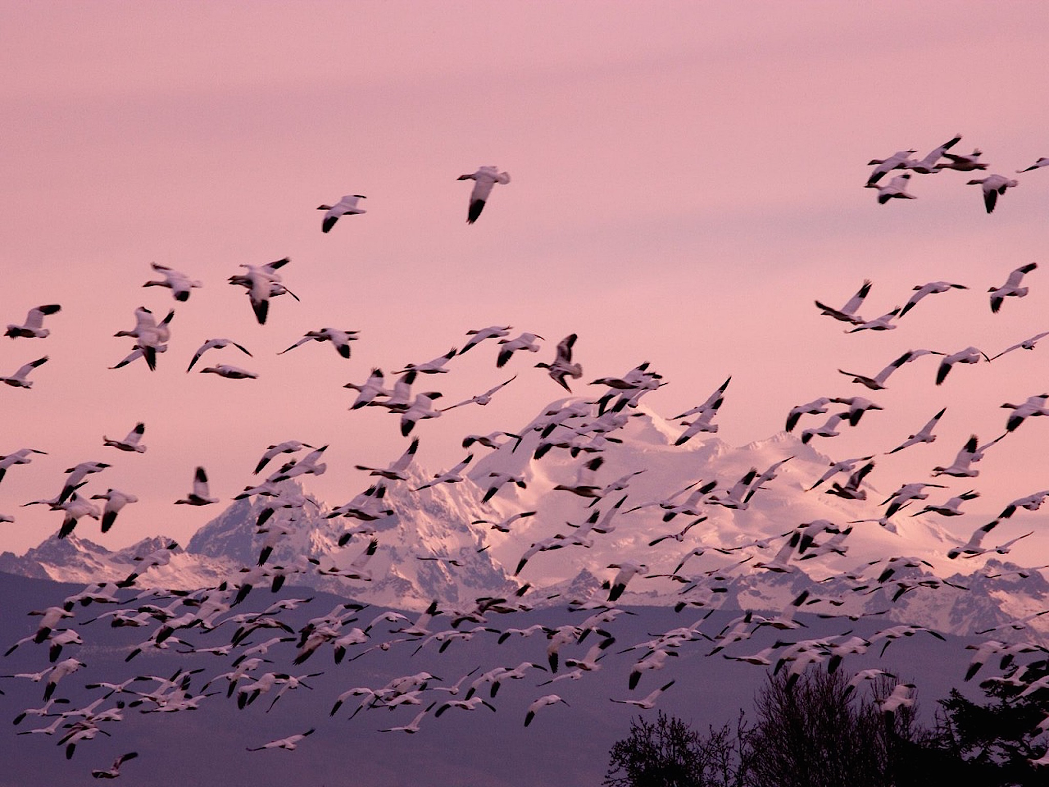Migrating Snow Geese Wallpaper HD S