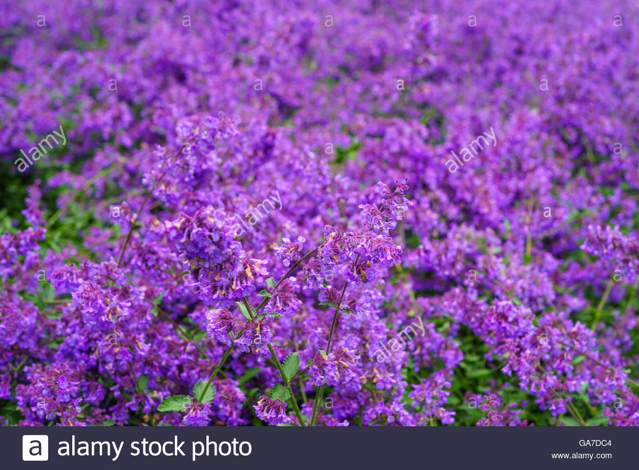 Background Of Nepeta Cataria Or Catmint Flowers With Drops After