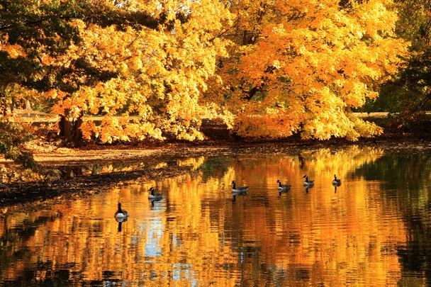 Boston In The Fall Traveler Photo Contest National Geographic