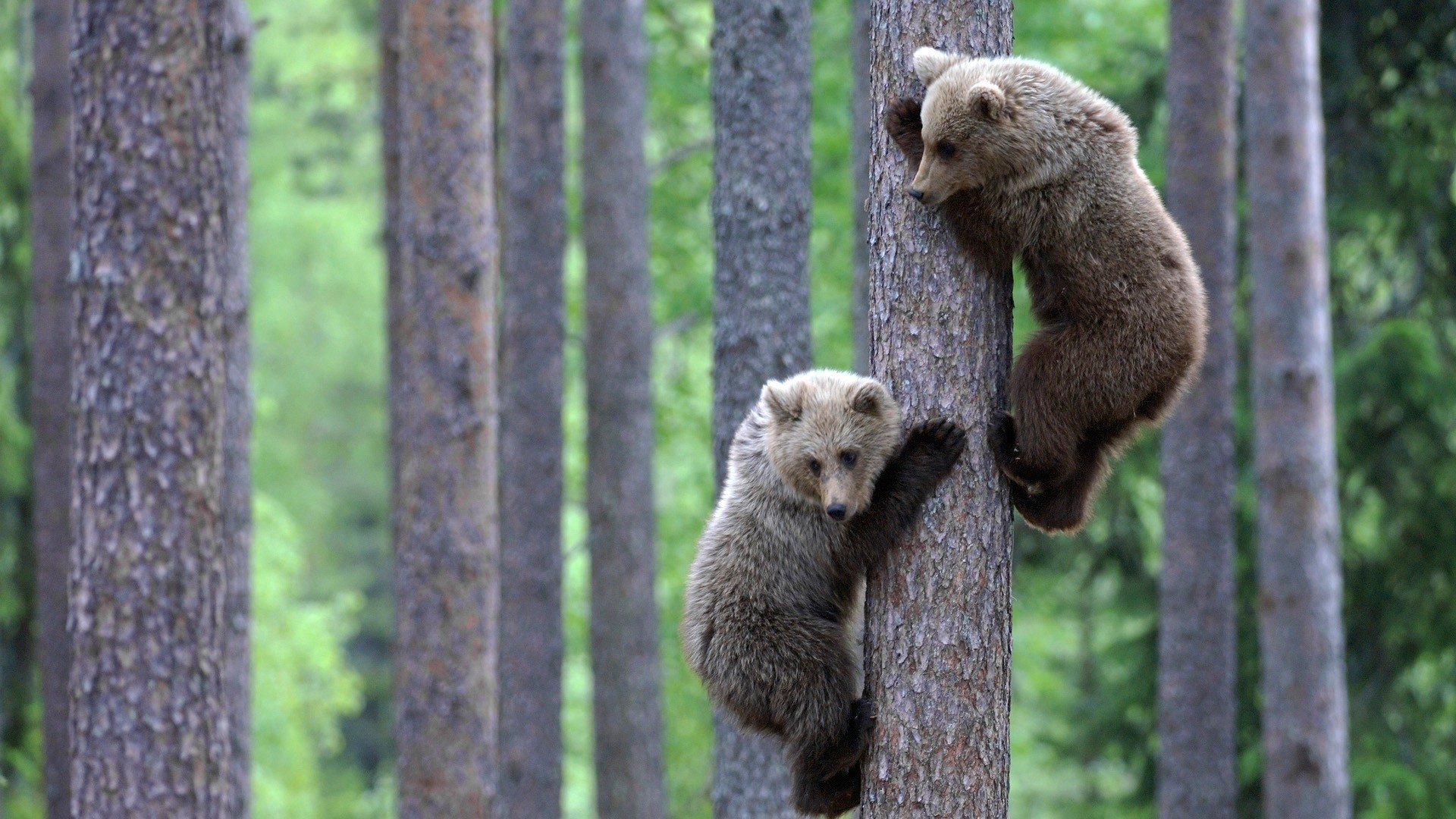 Animals Wildlife Wallpaper Bears Baby