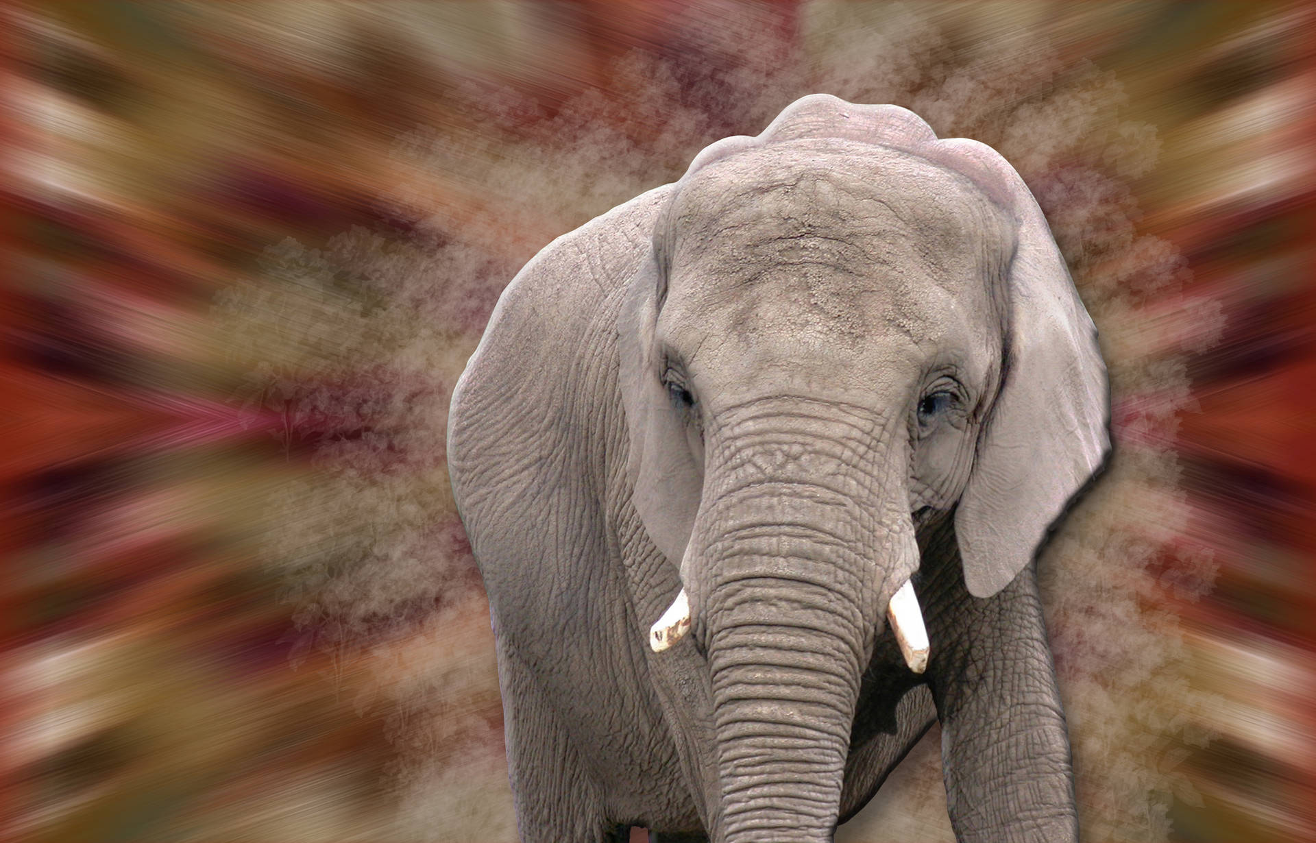 4k Elephant Wallpaper