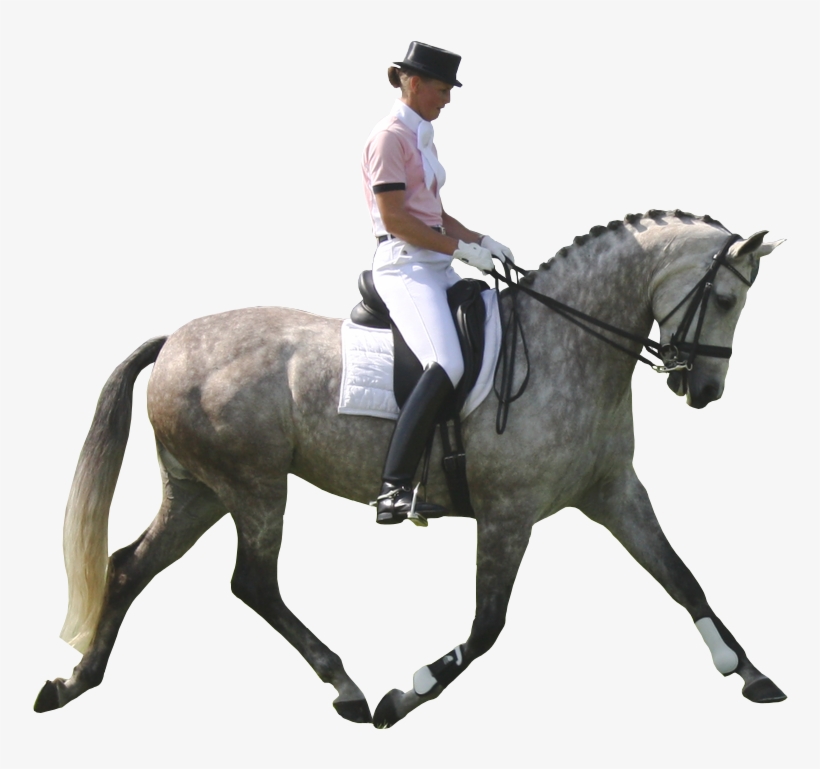 Dapple Gray Horse Pre Dressage White Background