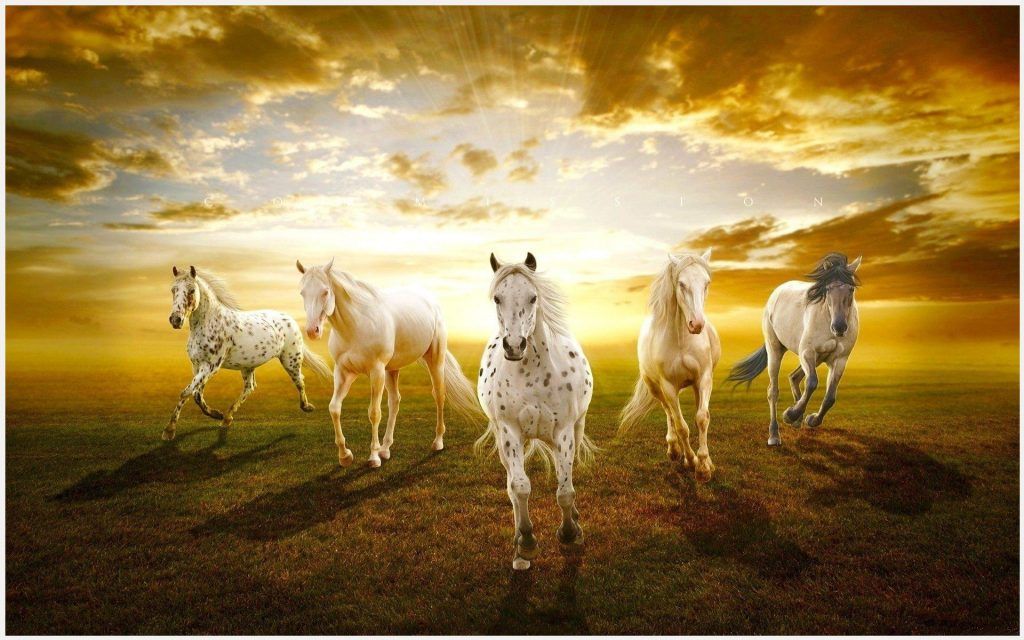 Beautiful Horses In Sunset HD Wallpaper beautiful horses in 1024x640