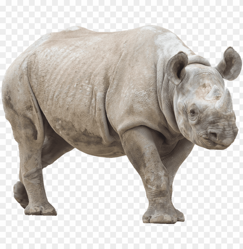 Animalrhino Rhino With No Background Png Image Transparent