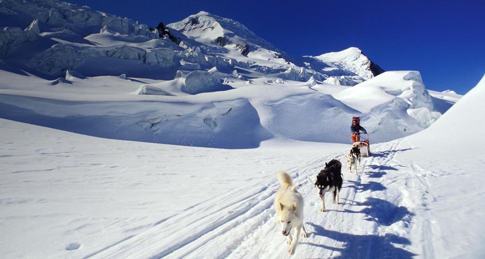 Sled Dogs Alpes Escalade Du Mont Blanc En Tra Neau