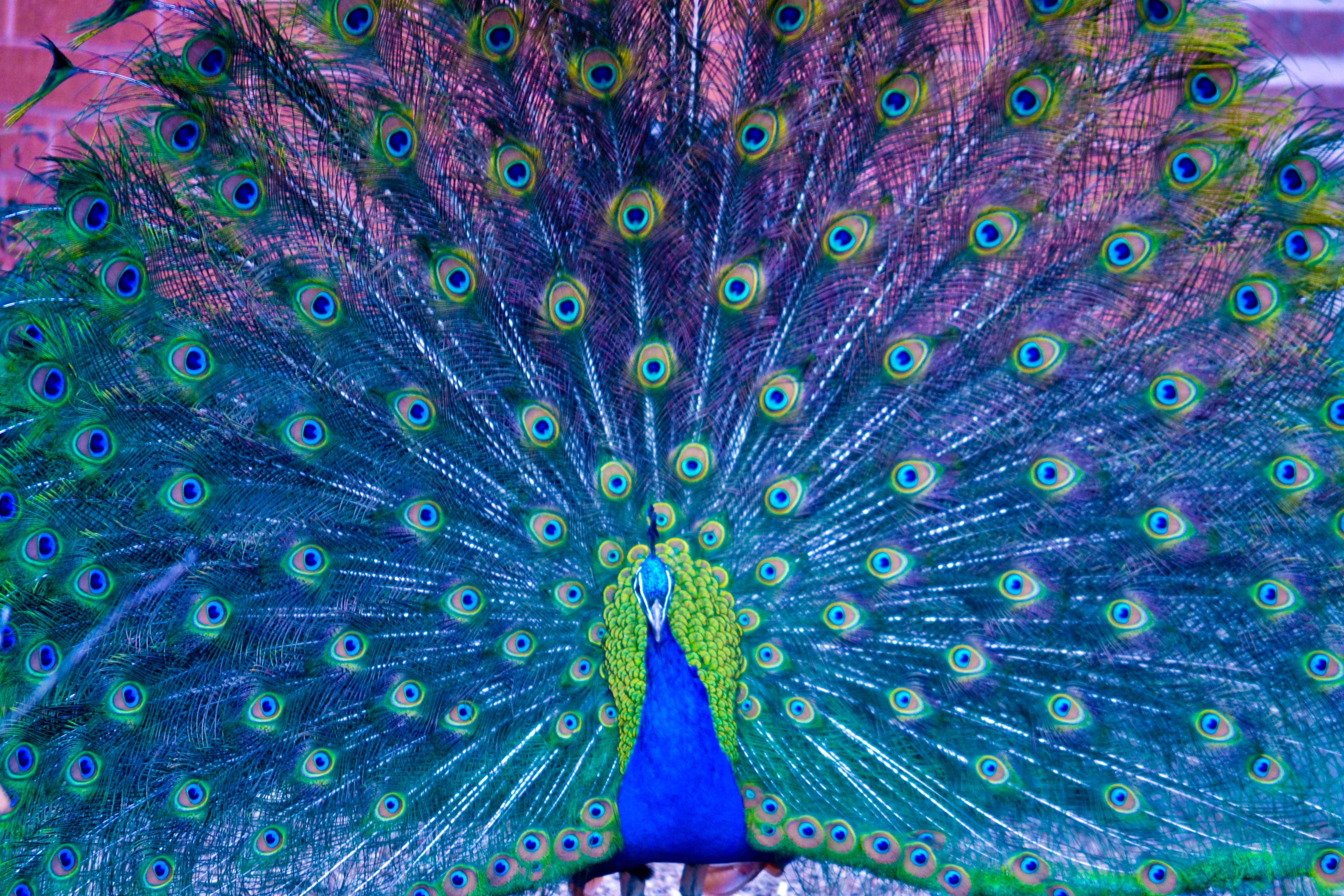 Peacock Pictures Amp Wallpaper HD