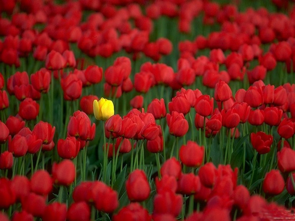 Red Tulips Flowers Wallpaper