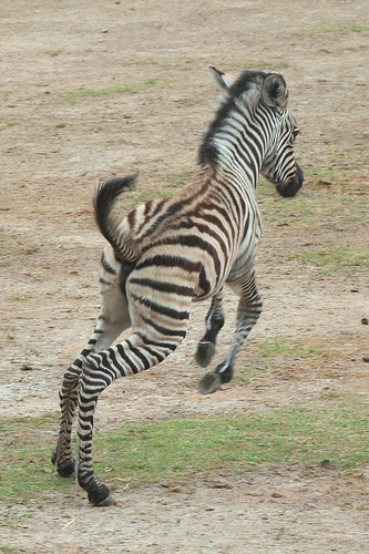 Cute Baby Zebras Wallpaper Zebra Pictures