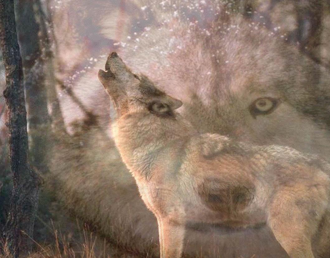 Webcams De Lobo Wallpaper Camaras Lobos Wolf Cam