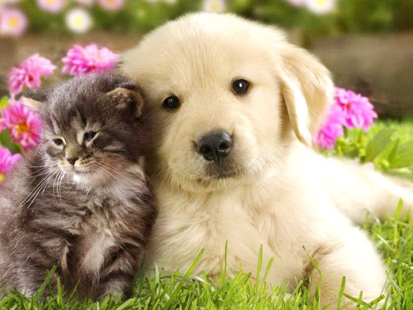 Collection Top Puppy And Cat Wallpaper HD