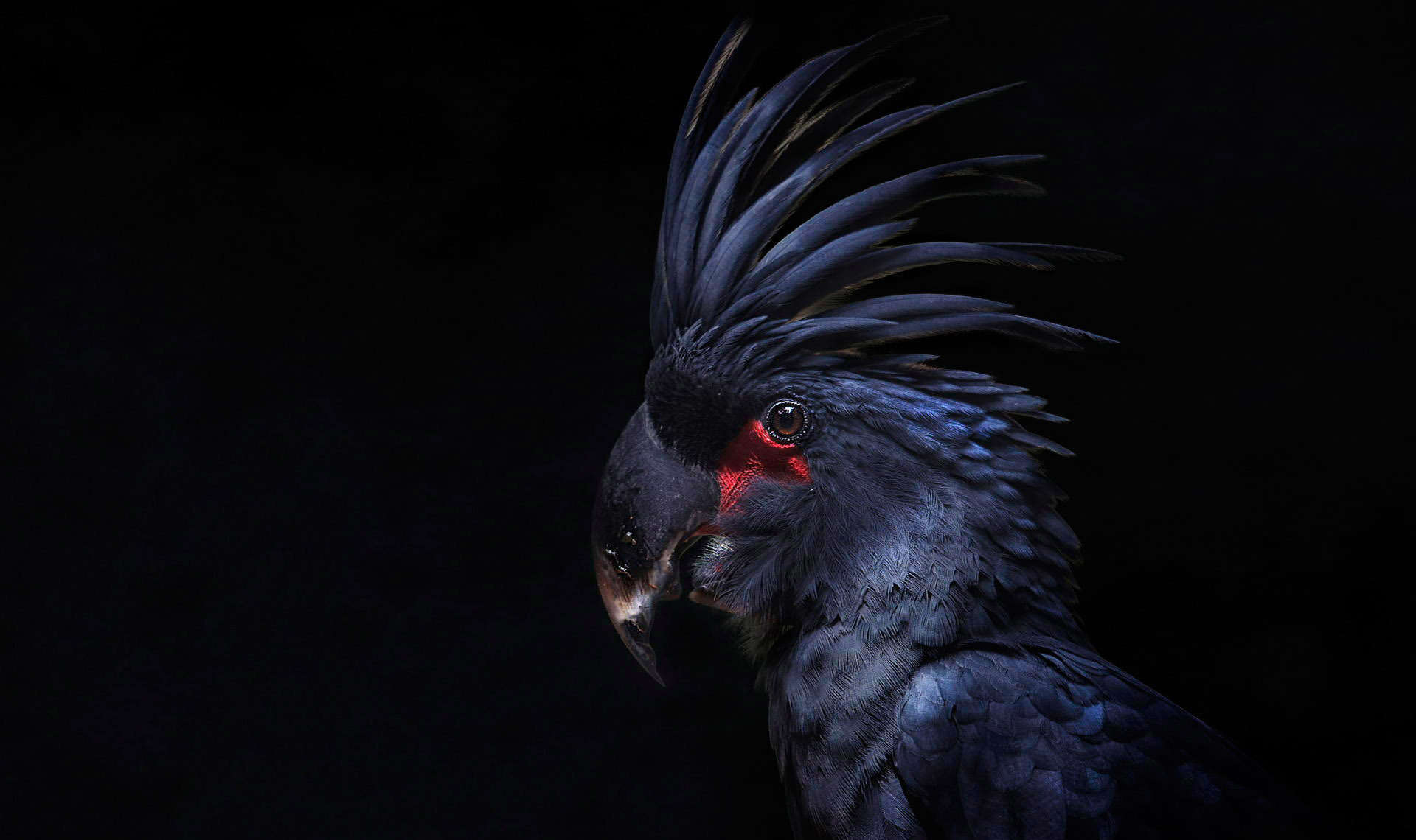 Cockatoo Modern 4k Ultra HD Wallpaper Bsnscb