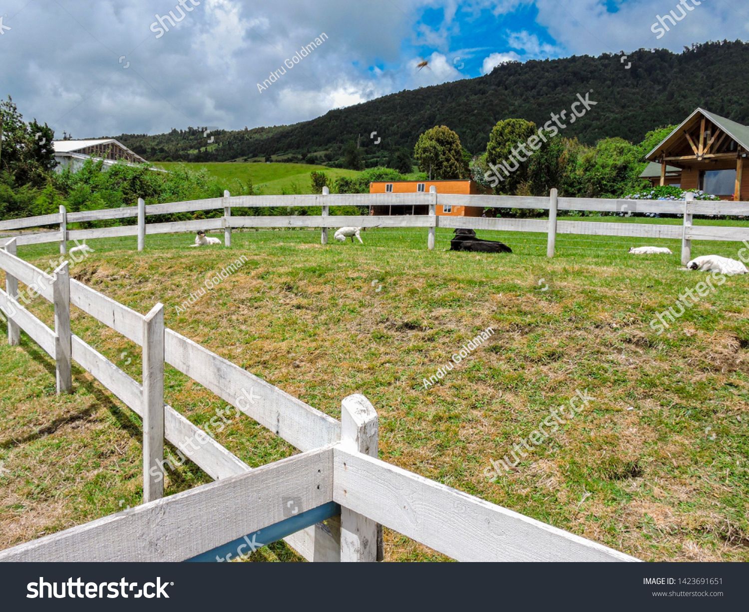 Punta Arenas Chile On Green Background Natural Beauty