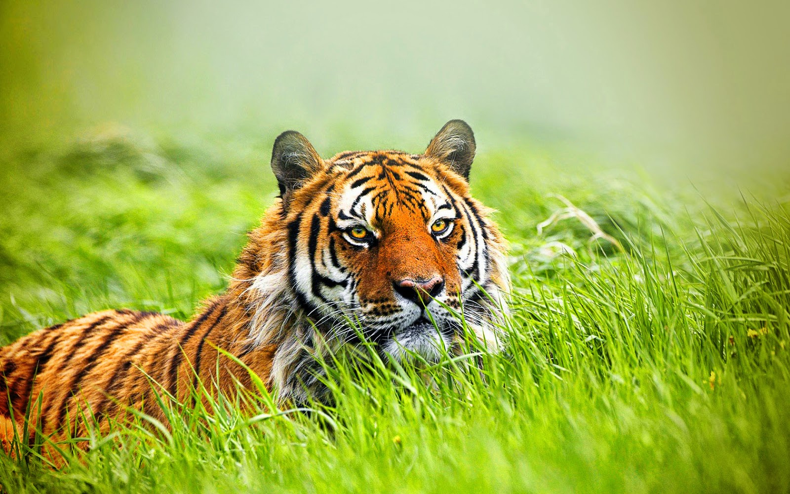 Desktop Wallpaper Waiting Tiger