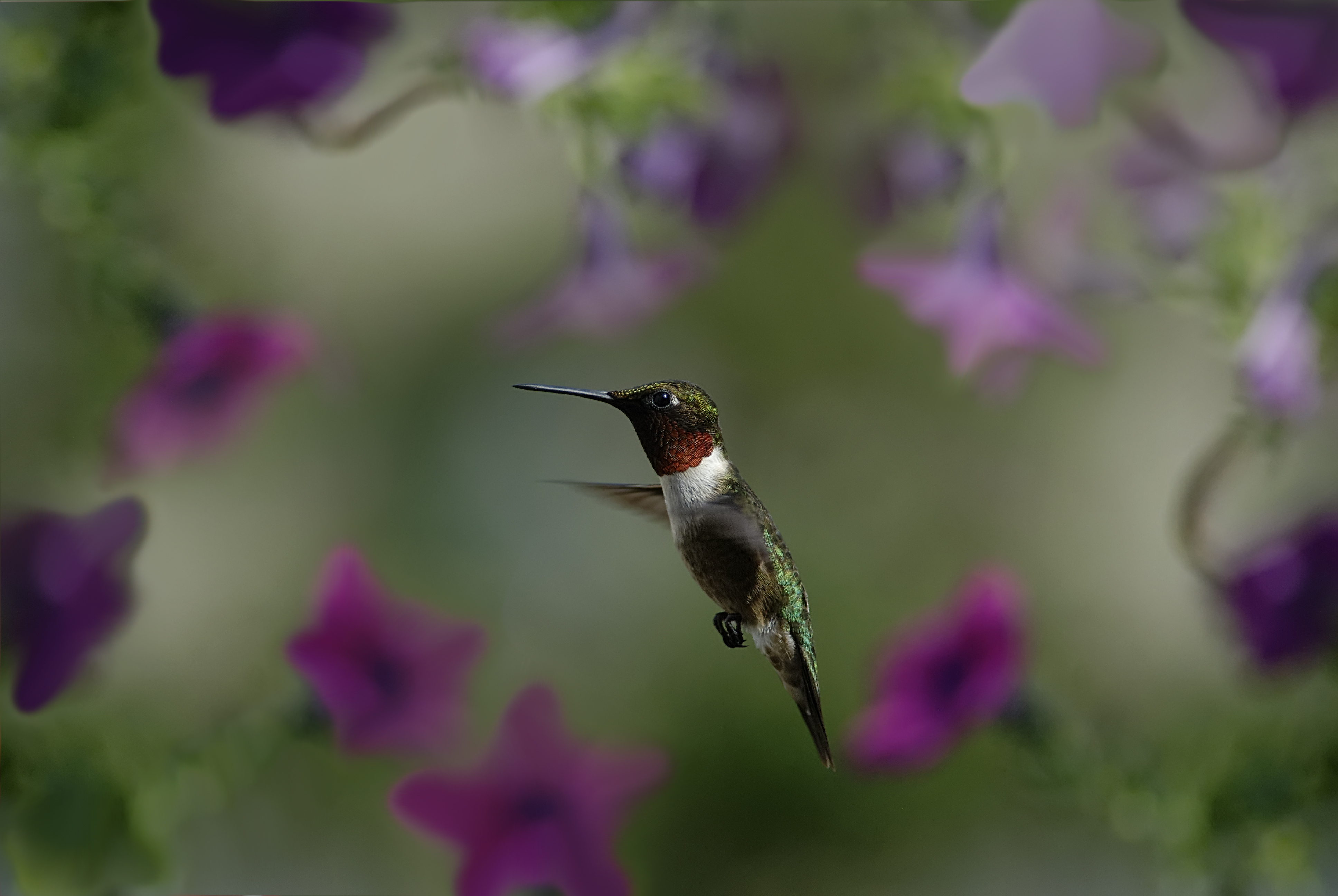 Nature Macro Photo Focus Hummingbird Blur Background