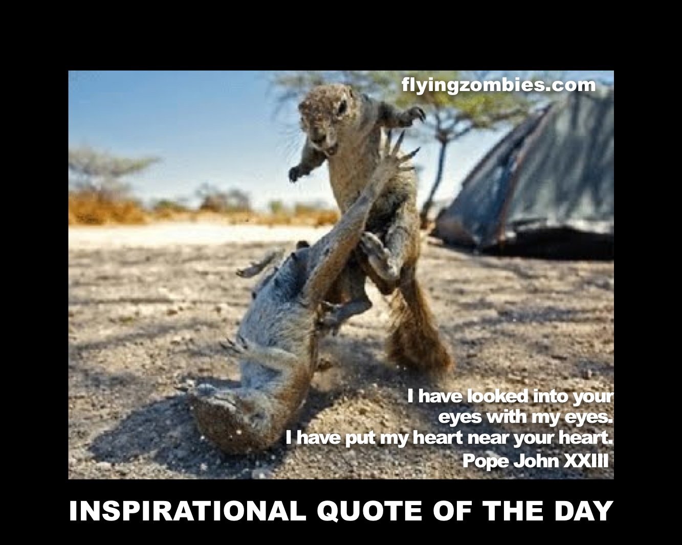 Animal Quotes Funny Work