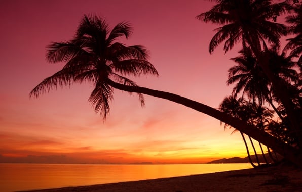 Tropical sunset weeping palm trees silhouette shore ocean sea