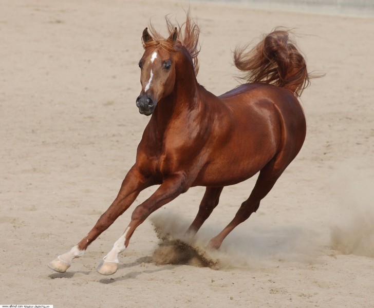 Horse Cool Android Wallpaper Animal High