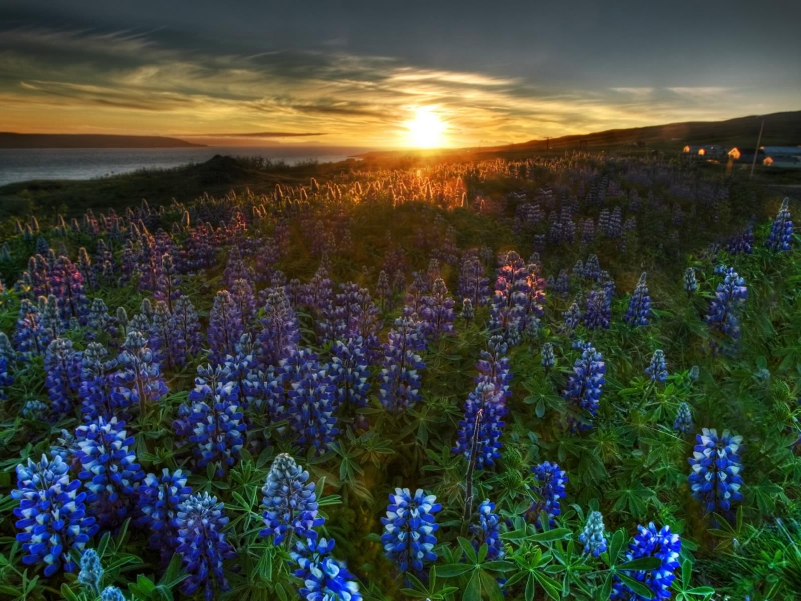 Blue Wildflower Sunrise Nature Wallpaper Image Featuring Landscapes