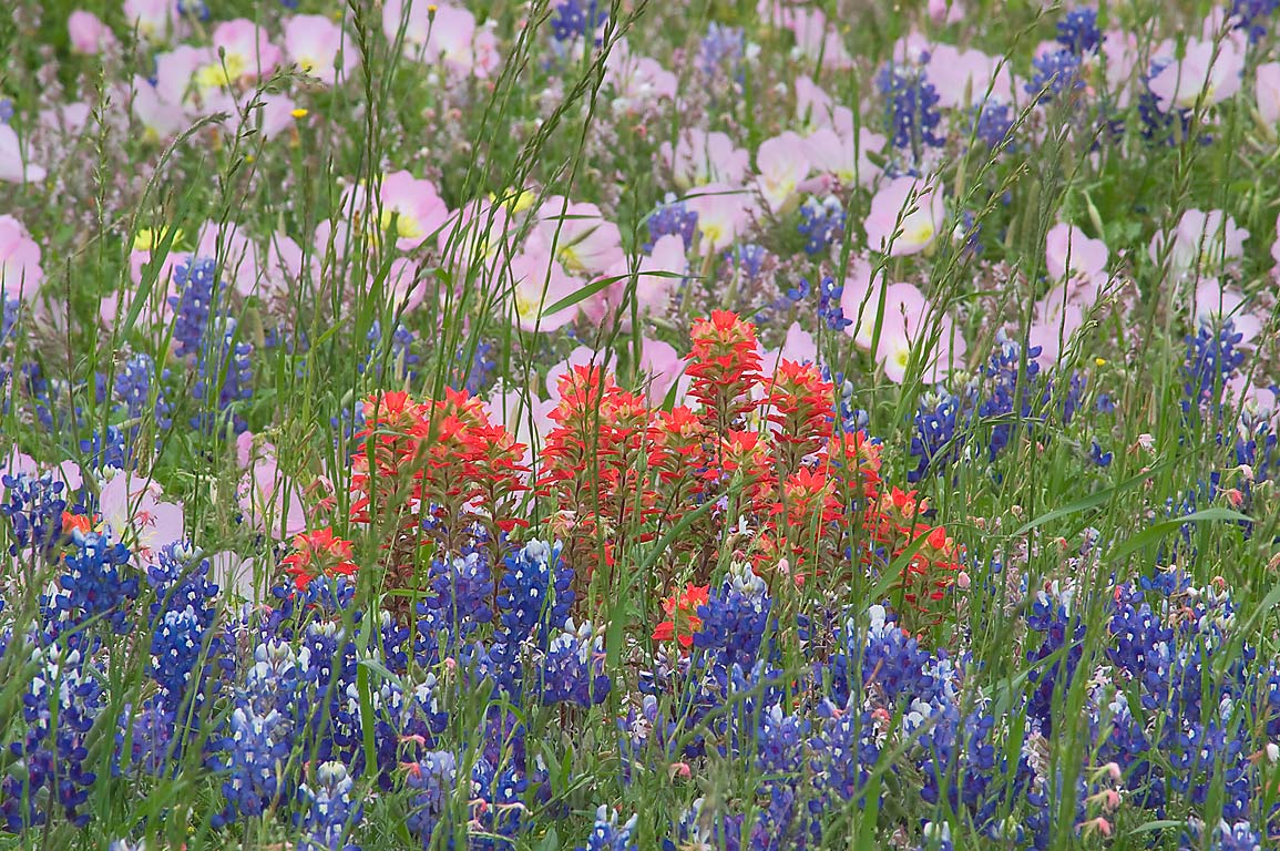 Texas Wildflower Photos