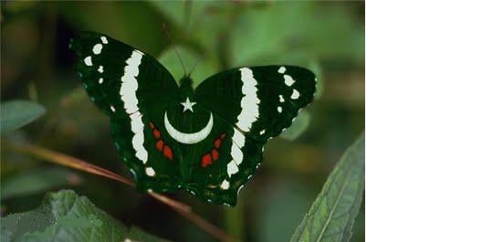  14th August Pakistani Flags Wallpapers Top 10 HD Computer And Mobile 528x265