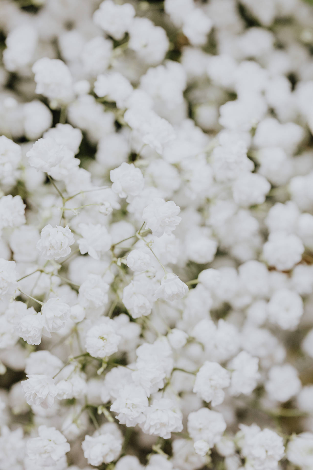 White Flowers Wallpaper