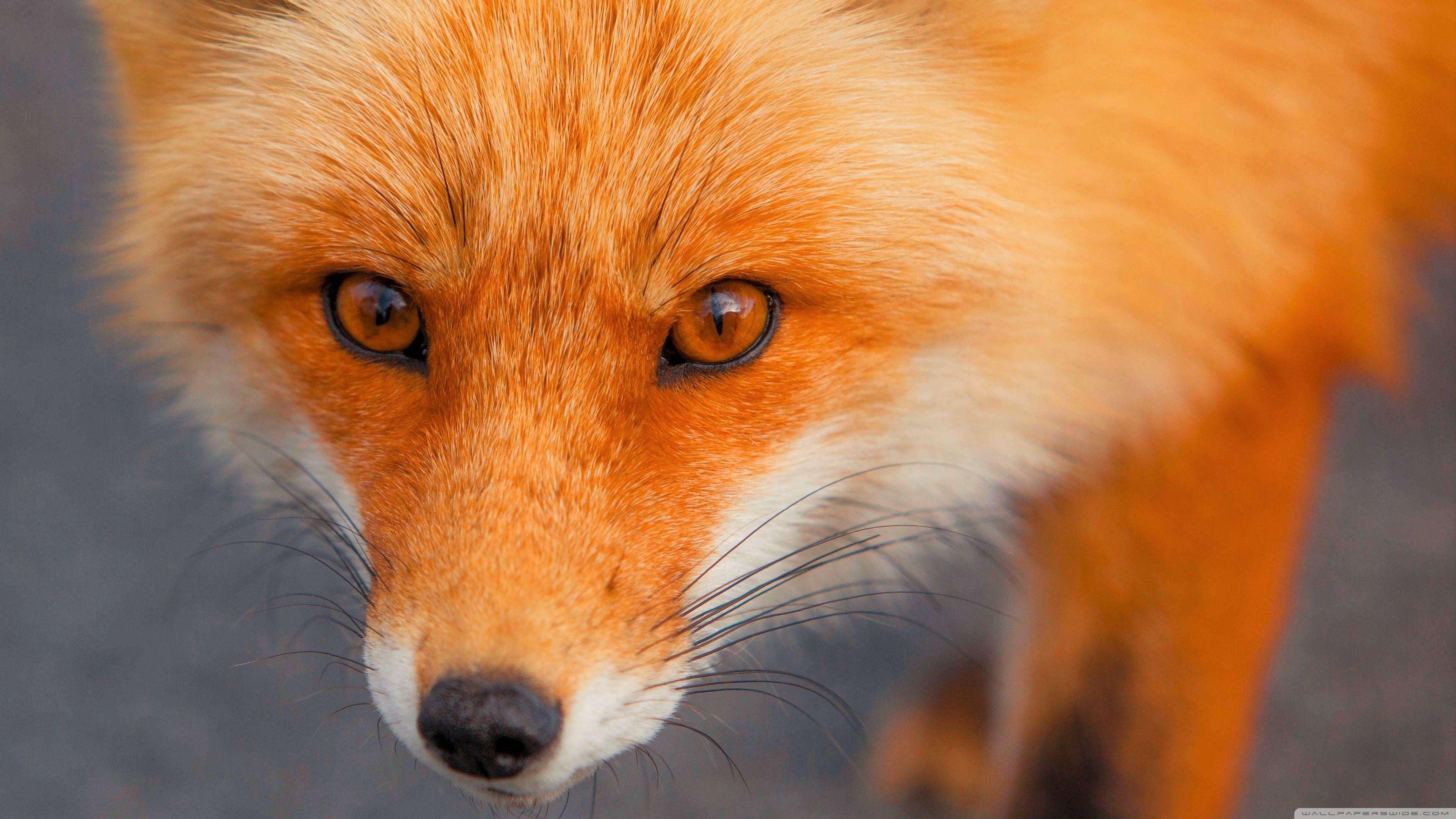 Red Fox Face HD Wallpaper